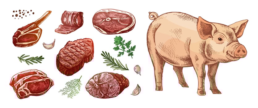 Illustration of meat cuts and pig vector