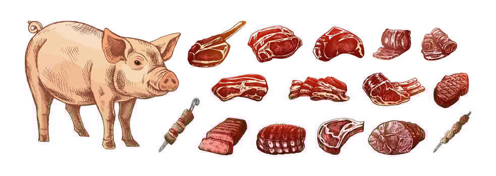 Pig and assorted meat cuts illustration vector