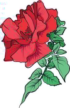 Hand drawn illustration of blooming red rose flower vector