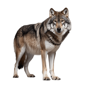 A majestic gray wolf stands isolated on transparent background png