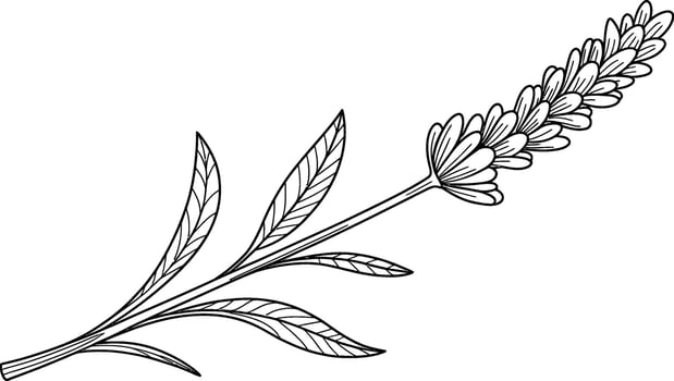 Outline Drawing of a Lavender Sprig flower plant vector