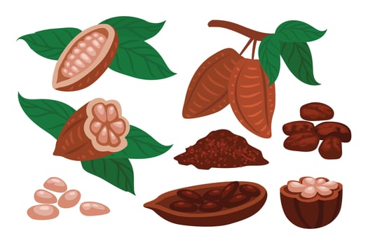 Set of cocoa beans fruit set icon set collection, half cocoa beans, powder beans, Cartoon chocolate beans from cocoa tree with leaves and branches, cocoa seeds, flat illustration. vector