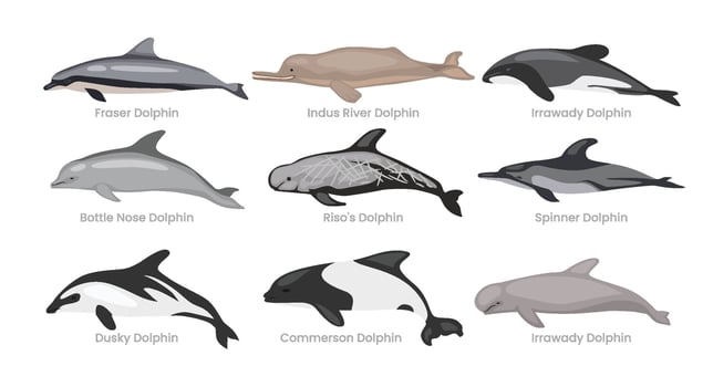 Illustration of various dolphin species vector