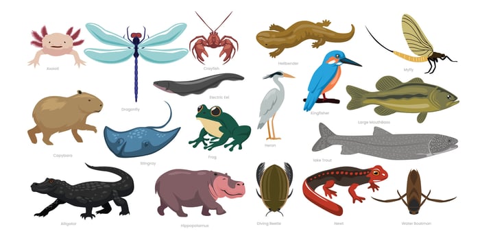 Illustration of freshwater animals and insects vector