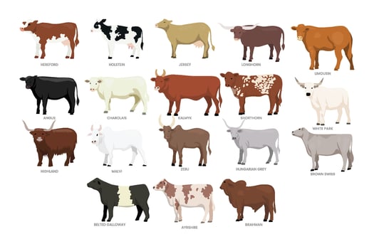 Illustration of various cattle breeds vector