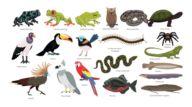 South American animal illustrations vector