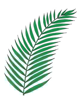 Tropical green palm leaf in doodle style. Hand drawn by inks isolated element. vector