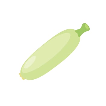 Illustration zucchini, courgette, flat style, isolated on white background vector
