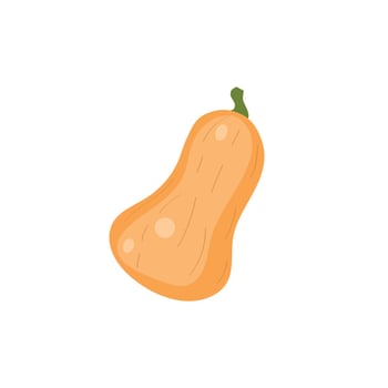 Pumpkin isolated on white background, squash. vector