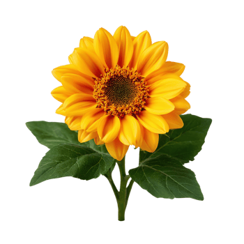 Bright and Vibrant Sunflower Flower Bloom on Green Leaves png