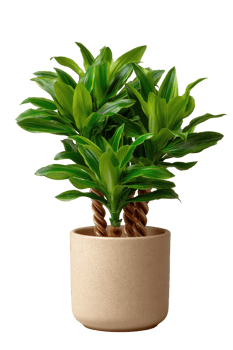 Lush Green Plant in Decorative Pot for Home and Office Decor png