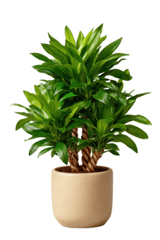 Lush Green Houseplant in Beige Pot for Indoor Decoration and Tranquility png