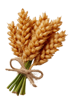 Rustic Wheat Bouquet with Twine for Farmhouse Decor and Arrangements png