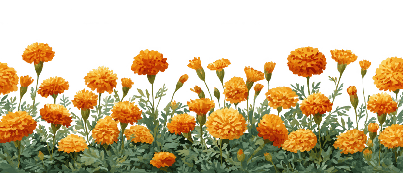Bright marigold flowers bloom vibrantly lush garden setting, showcasing their rich orange hues and intricate petal structures. These flowers are often used for pest control and add beauty to any png
