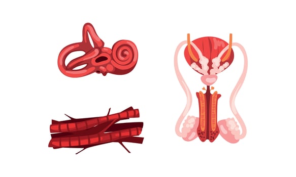 Inner Ear, Male Reproductive System, Muscle Innervation, Connective Tissue, Human Internal Organs Set Cartoon Illustration vector