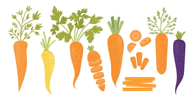 variety of colorful carrots with greens vector