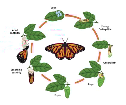 Monarch Butterfly life cycle evolution. Cartoon caterpillar insects metamorphosis stages on tree branch, eggs, larva, pupa, insect wildlife growing transformation, biology education poster for kid. vector