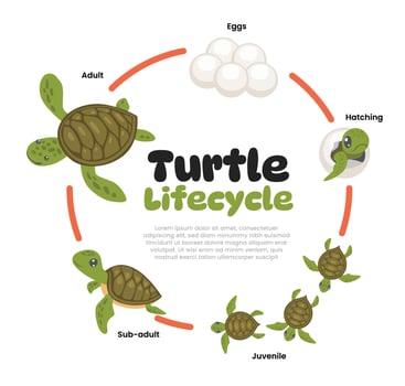 Turtle life cycle evolution. Cartoon caterpillar insects metamorphosis stages eggs, hatching, juvenile, and adult tortoise wildlife growing transformation, biology education poster for kid. vector