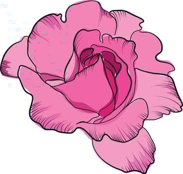 Pink rose flower head hand-drawn illustration vector