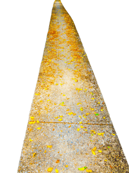Yellow leaves falling on narrow concrete pavement walkway png