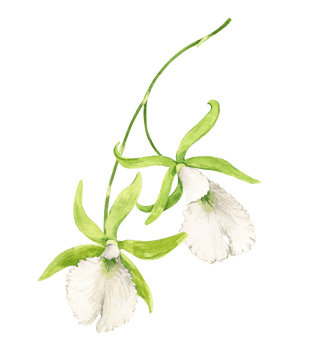 Exotic Prostechea maritima, botanical illustration. Branch with Green orchid flower. Watercolor illustration of tropical summer flower for wedding invitations. png