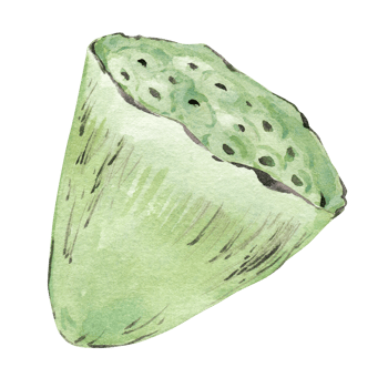 Indian lotus. Watercolor illustration, hand drawn seed pod. Element for invitation design, label in Asian style. png