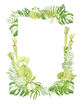 Vertical frame composition of white orchids, green anthurium, sarracenia and monstera. Exotic plants of tropical forests and jungles. Watercolor illustration for wedding invitations in jungle style. png