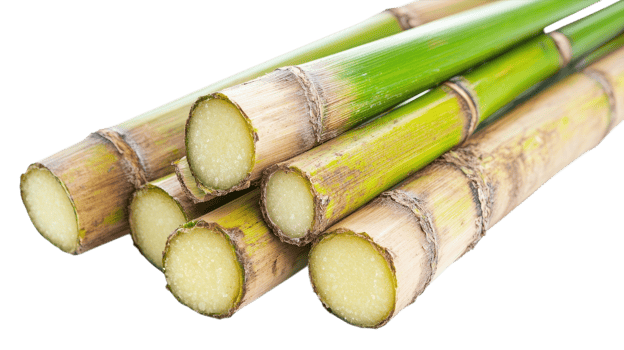 Bright green sugarcane stalks showcase their freshness, ready for extraction in a warm, sunny environment png