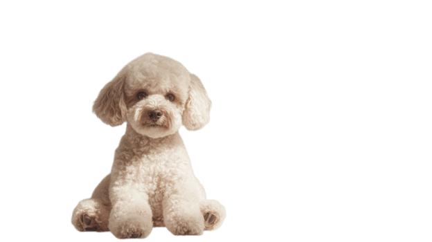 Fluffy small dog sits quietly, displaying curiosity with bright eyes and a playful demeanor in a cozy indoor setting png