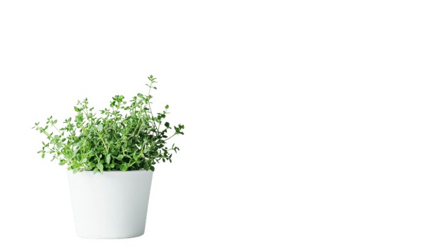 A potted plant on a black background png