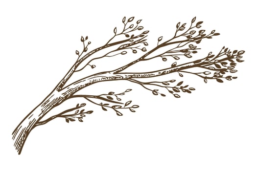 Tree branch with small leaves isolated on white hand drawn sketch, botanical element, natural design illustration vector