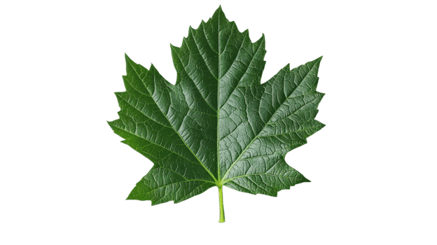 A large green maple leaf displays a detailed pattern, highlighting its vibrant color and prominent veins png