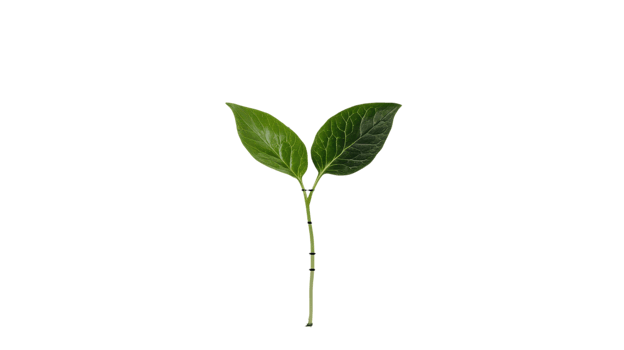 New leaves sprout from a slender stem, showcasing vibrant green color in a well-lit environment, symbolizing growth png
