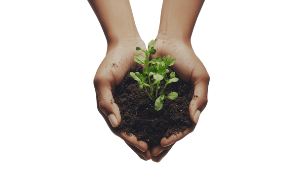 Hands cradle a green plant, symbolizing care for the environment and the importance of growing life sustainably png