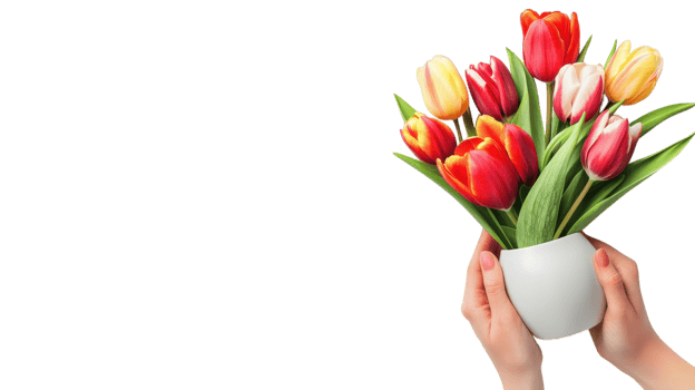 Hands hold a white vase filled with vibrant tulips in multiple colors, showcasing a cheerful spring arrangement png