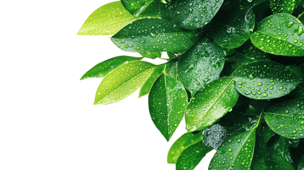 Lush green leaves display vibrant colors and glistening rain droplets, showcasing the freshness after a rainfall png