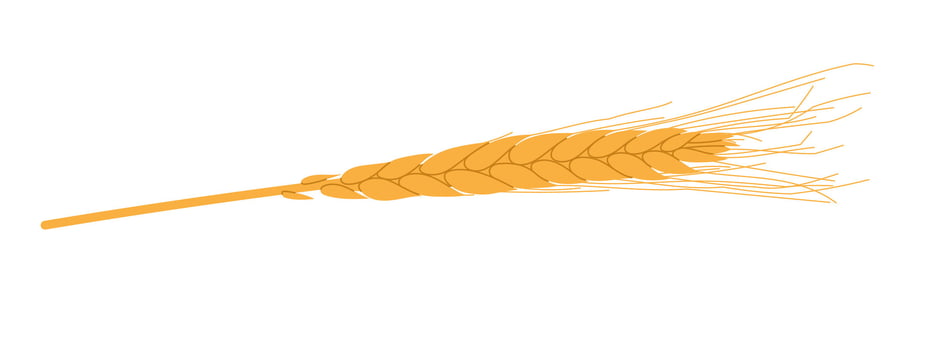 Ear of wheat isolated on white. Flat illustration vector
