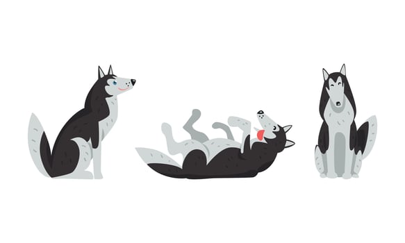 Siberian Husky Sitting and Rolling on Its Back Set vector