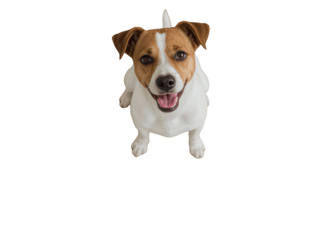 Enchanting Jack Russell Terrier posing cheerfully on a solid seamless backdrop with happy png