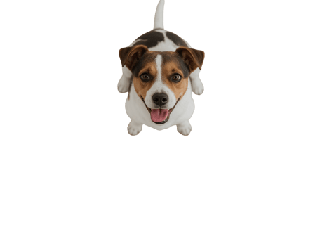 Jack Russell Terrier, looking up with intense focus on transparent isolate background png