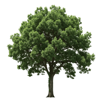 Isolated tree with lush green foliage, a serene touch of nature's beauty presented with a clean png