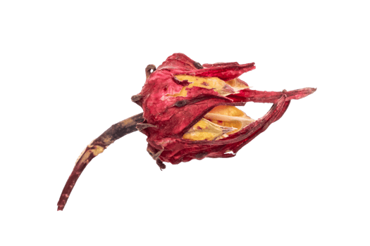 dried hibiscus flower for preparing karkade png