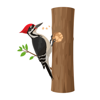 Pileated woodpecker excavating for insects against a solid isolated transparent field, a natural png