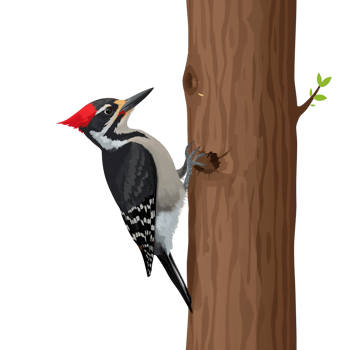 Illustrated woodpecker clinging to textured tree trunk against a plain setting png