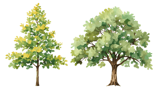 Artistic watercolor trees with vibrant foliage isolated on a transparent layout png