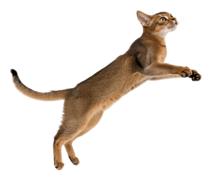 Graceful abyssinian cat leaps playfully in mid air showcasing its agility and elegance. This lively feline embodies joy and curiosity png