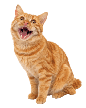Cheerful american bobtail cat with striking orange fur sits gracefully, showcasing its playful personality and vibrant expression png