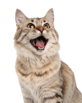 Joyful american bobtail cat with playful expression showcases its unique features and charm png