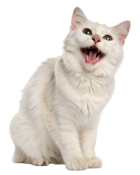 Joyful american bobtail cat sits gracefully, showcasing its playful spirit and beautiful fur in delightful pose png
