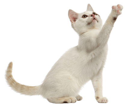 Playful American bobtail cat reaches out with its paw, showcasing its unique charm and curiosity in delightful pose png